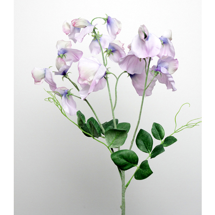 Душистый горошек лиловый Душистый горошек лиловый