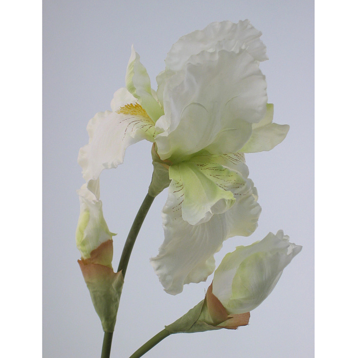 Ирис белый Ирис белый