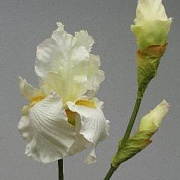 Ирис белый