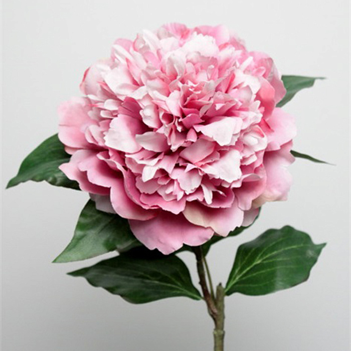 Пион махровый лавандовый Пион махровый лавандовый