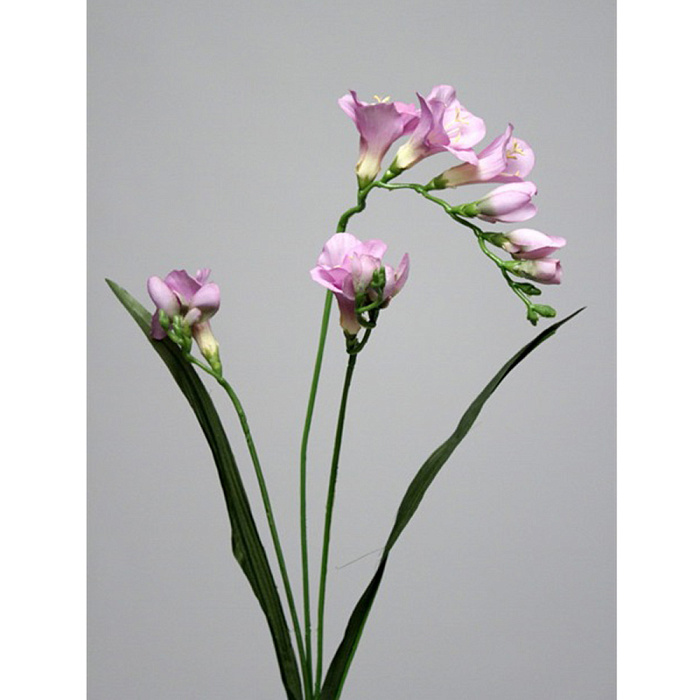 Фрезия фиолетовая Фрезия фиолетовая