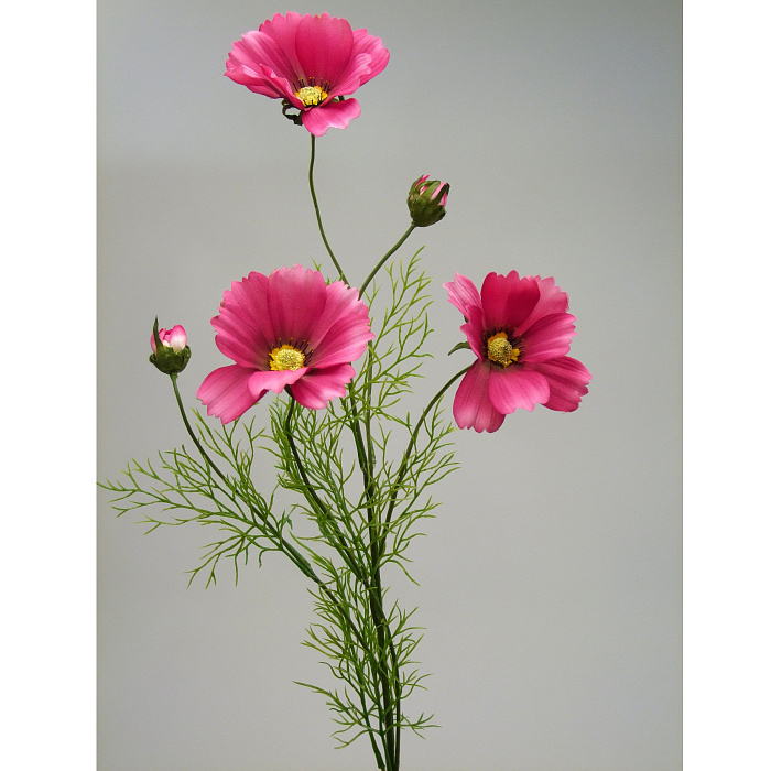 Космея ярко-розовая Космея ярко-розовая