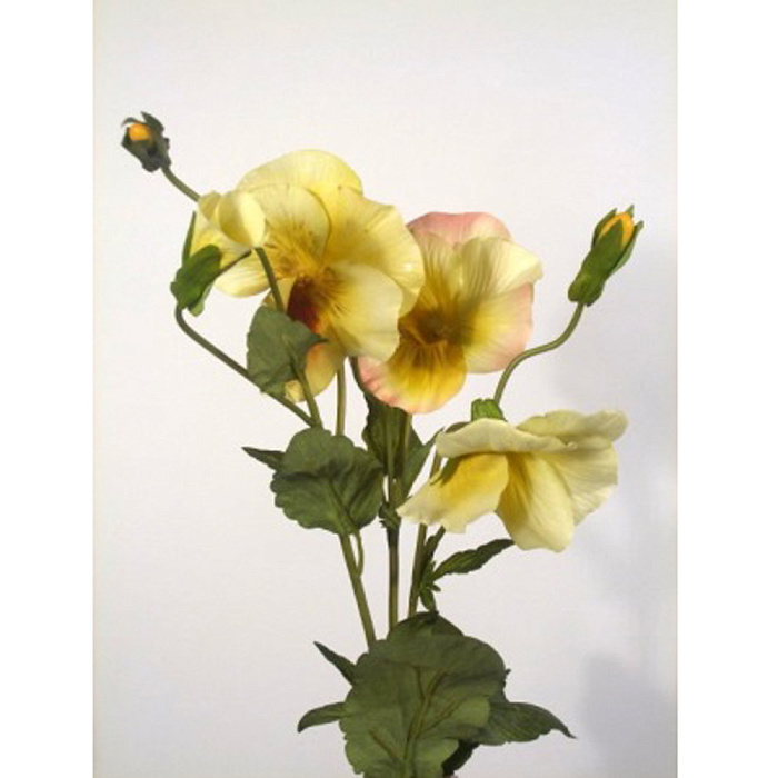 Анютины глазки желтые Анютины глазки желтые