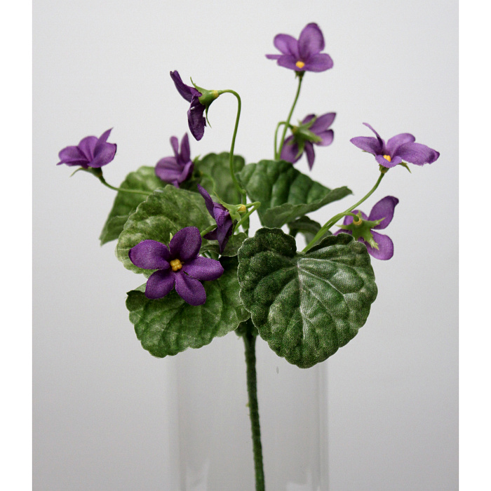 Петуния пурпурная кустовая Петуния пурпурная кустовая