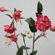 Фуксия малиновая