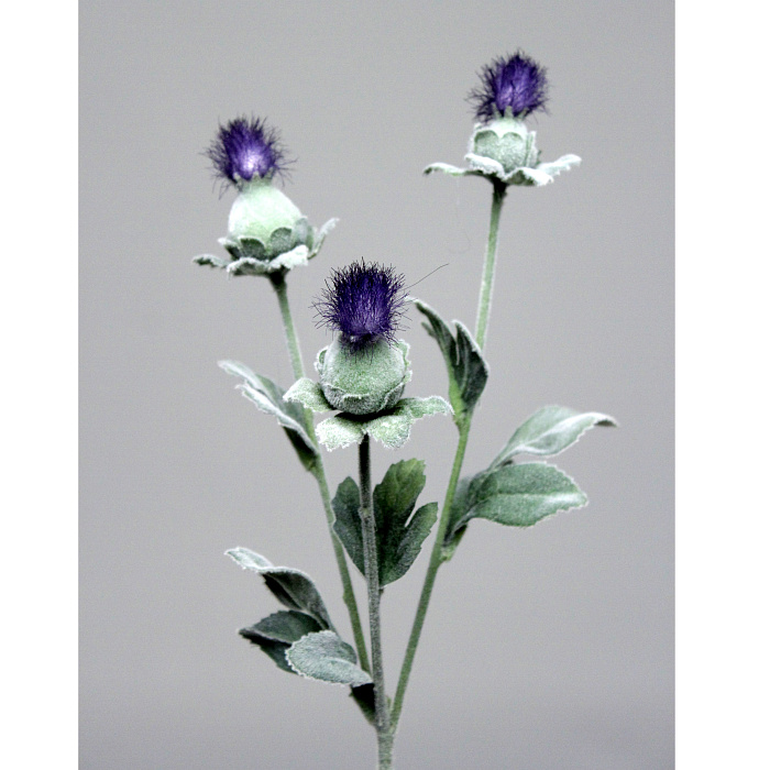 Сафлор синий Сафлор синий