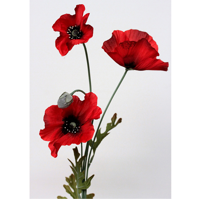 Мак алый Мак алый