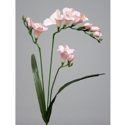 Фрезия розовая