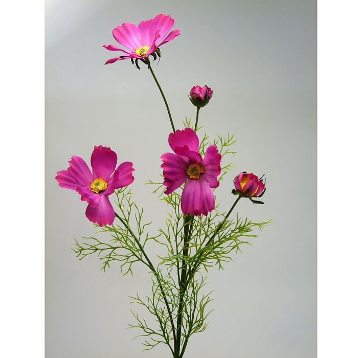 Космея цвета фуксии Космея цвета фуксии