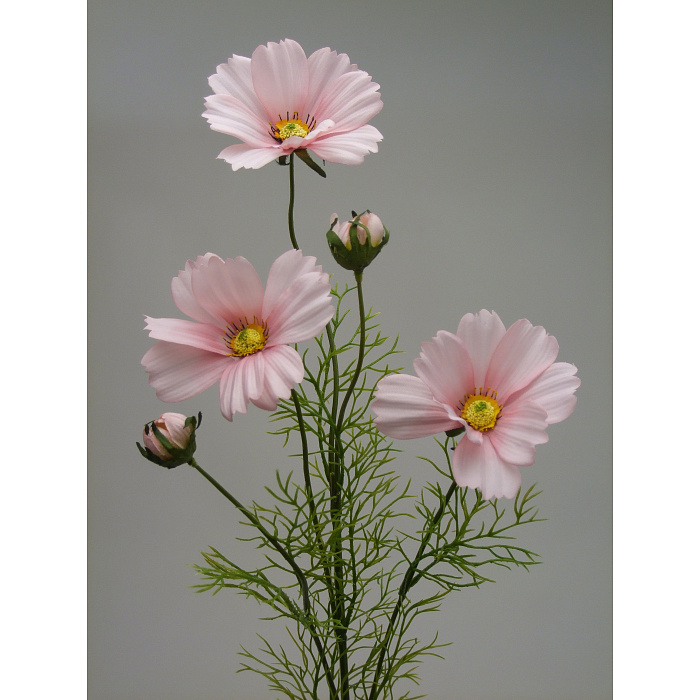 Космея светло-розовая Космея светло-розовая