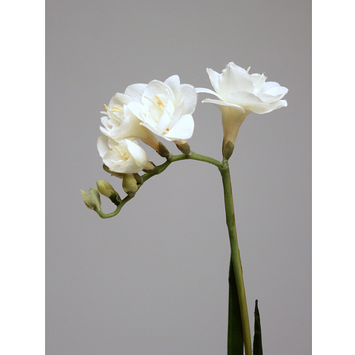 Фрезия кремовая Фрезия кремовая