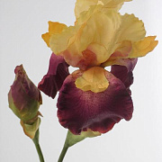 Ирис фиолетово-желтый