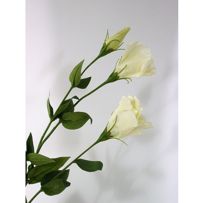 Лизиантус кремовый Лизиантус кремовый