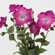 Петуния малиновая